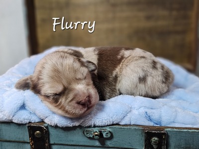 Flurry