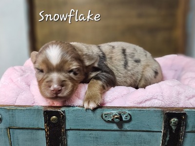 Snowflake