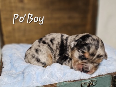 Po'Boy