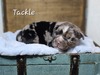 Tackle